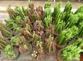 10" Euphorbia Assortment